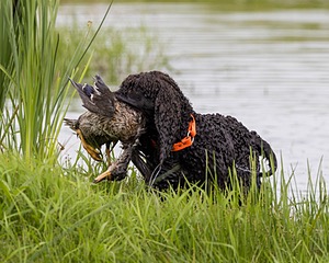 Ghillie Kezer