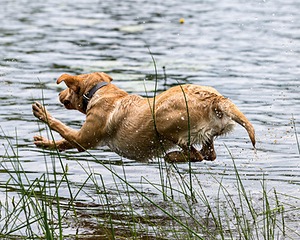 20170603-SHRW-1945.jpg