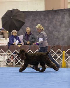 23 - GCH CH Waterboys Wet And Wild Willow (Ryder)