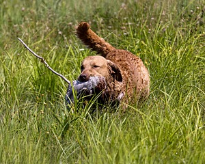 Odie