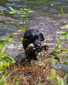 Mowgli