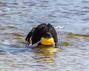 Ember Cavanagh