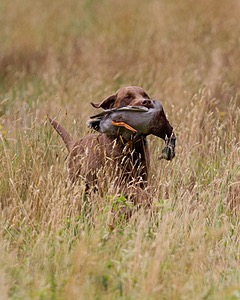 MADDIE Bevere
