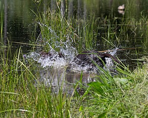 Clarke UU. Grizwold