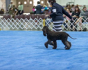 30 - GCH CH Chantico's Spirit In The Surf JH CD RA OA OAJ  NF (Selchie)