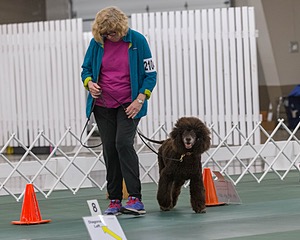 2104 - GCH ARROYO'S BEGIN THE BEGUINE AX OAJ NF (Porter)