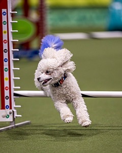 Bolt Kearney