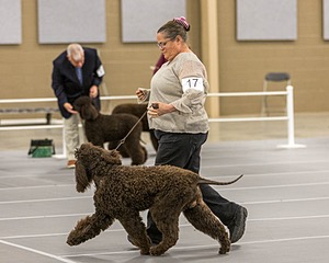 17 - Ballyhoo’s V Finnegan Mcneill BN FDC CA BCAT DS DJ CGCA TKN VHMA JH JHU WD