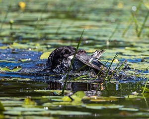 Otter Henry