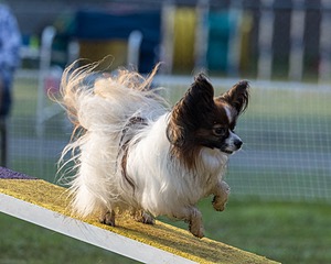 Rebel Hunt