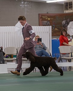 48 - GCH WHISTLE STOP'S TERRA MARIQUE POTENS (Honor)