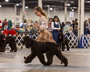 12 - GCH EPIK'S IN OMNIA PARATUS CGC ATT BCAT (Myna)