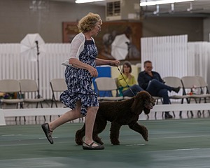 36 - GCH ARROYO'S BEGIN THE BEGUINE AX OAJ NF (Porter)