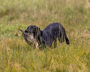 Ziva Jefferson