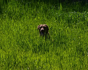 20170604-SEAL-1132.jpg