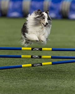 Stormy Dabrowski