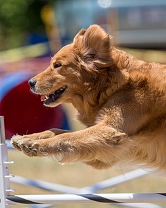 20160618-CCKC-1344.jpg
