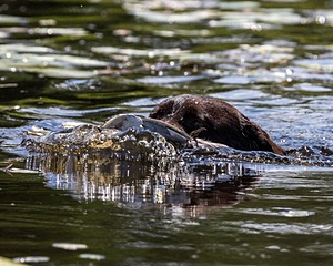 Otter Henry