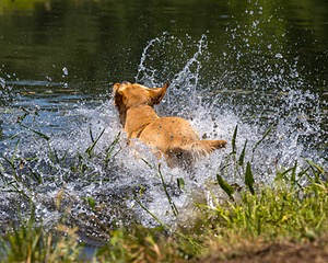 Trout Cosgrove