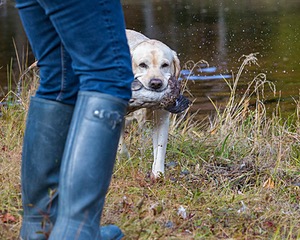 Meadowmere's Annisquam JH WC CGC (Annie)