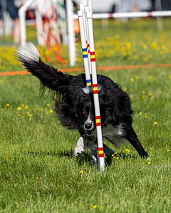 Sport Daniels