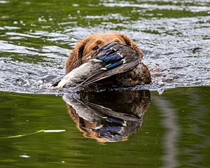 Tule Reed