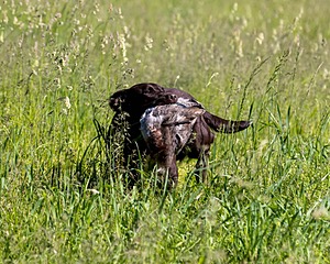Molly Gould