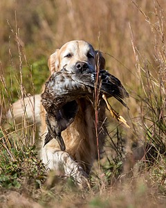 Ghillie Deresienska