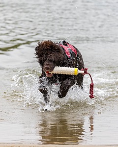 Jeepers Simmons