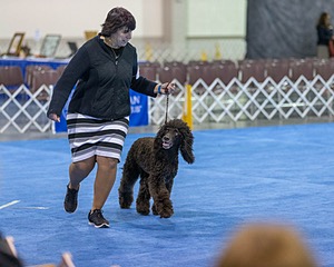 30 - GCH CH Chantico's Spirit In The Surf JH CD RA OA OAJ  NF (Selchie)