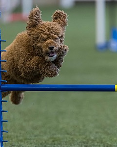 Champ Soccodato