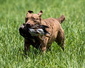 20170603-SEAL-0038.jpg