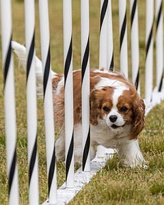 20190616-CCKC-1153.jpg