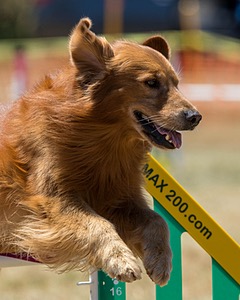 20160618-CCKC-1483.jpg
