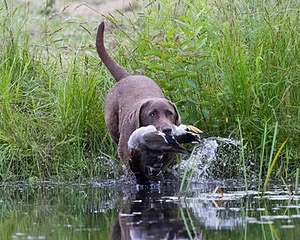 20130713-MHB2-0092.jpg