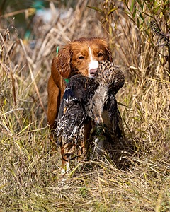 Merlot Quackenbush