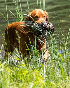 Rylee