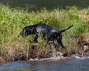 Pherris