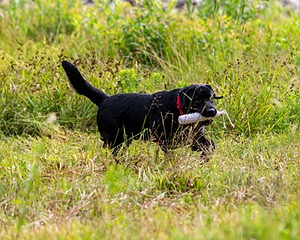 Murphy