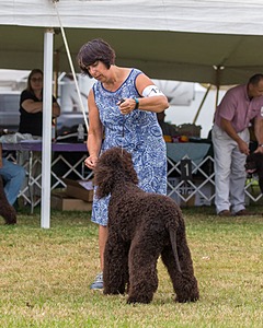 17 - GCH CHANTICO'S SHELTER FROM THE STORM RN XF MX (Reef)