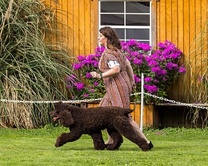 11 - GCH CH BREKKON'S FIRST MARK BN RN CGC TKN (Hunny)