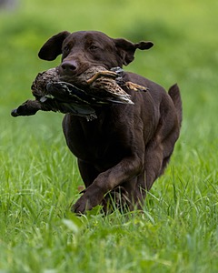 Moose Molle
