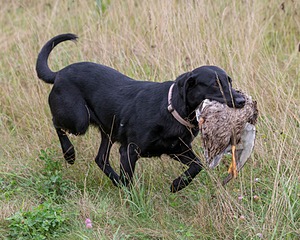 Ruby Johnson