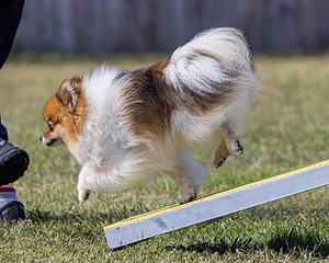 Vroom Truskowski