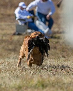 Chase