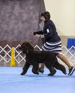 15 - GCH Am/Can CH Chantico's Shelter From the Storm Am/Can CD RN MX AJX OF DS (Reef)