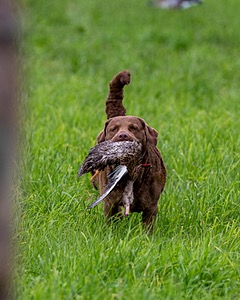 20170603-SHRL-0930.jpg