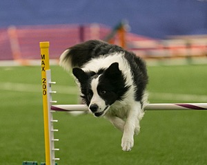 20150321-LEAP-0939.jpg