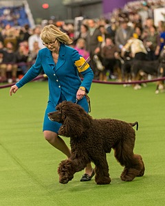 14 - GCH CH Tara's Utter Chaos (George)