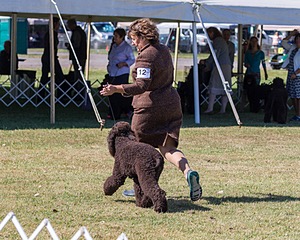 12 - GCH CHANTICO'S DARK AND STORMY,BN RN (Kiera)